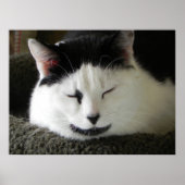 Zwarte en witte kat poster (Voorkant)