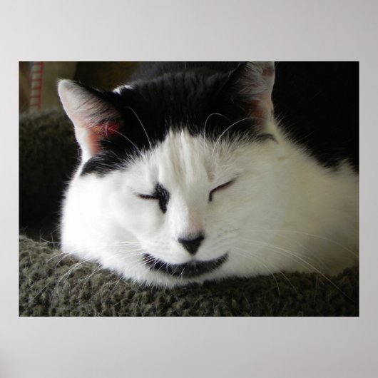 Zwarte en witte kat poster (Voorkant)