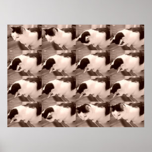  zwarte en witte kat poster