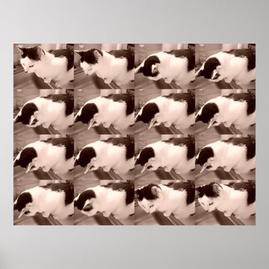  zwarte en witte kat poster (Voorkant)