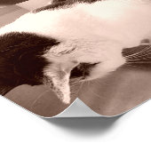  zwarte en witte kat poster (Hoek)