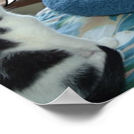 Zwarte en witte kat poster (Hoek)