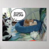 Zwarte en witte kat poster (Voorkant)