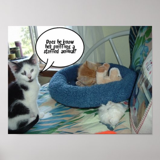 Zwarte en witte kat poster (Voorkant)