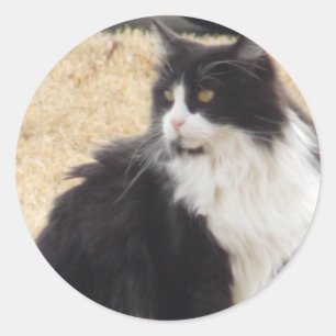 zwarte en witte kat ronde sticker