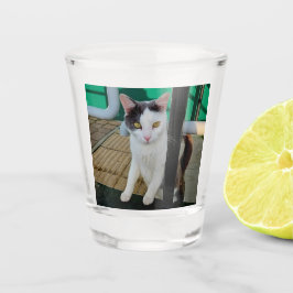 Zwarte en witte kat shot glas