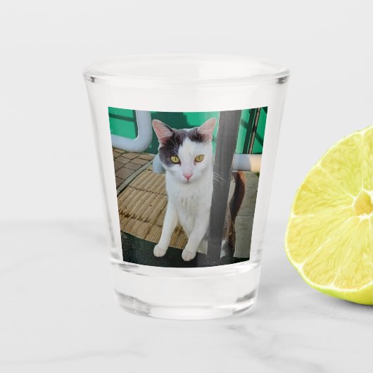 Zwarte en witte kat shot glas (Voorkant)