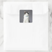 Zwarte en witte kat vierkante sticker (Tas)