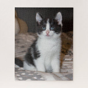 Zwarte en witte katjes legpuzzel