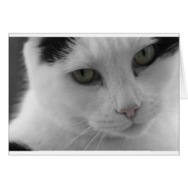 Zwarte en witte katten