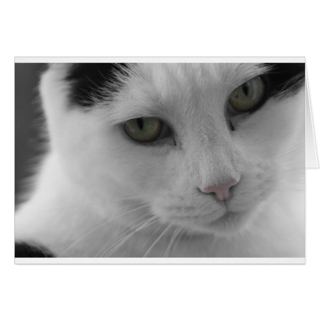 Zwarte en witte katten (Voorkant Horizontaal)