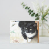 Zwarte en witte katten briefkaart (Staand voorkant)