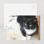 Zwarte en witte katten briefkaart (Voorkant / Achterkant)