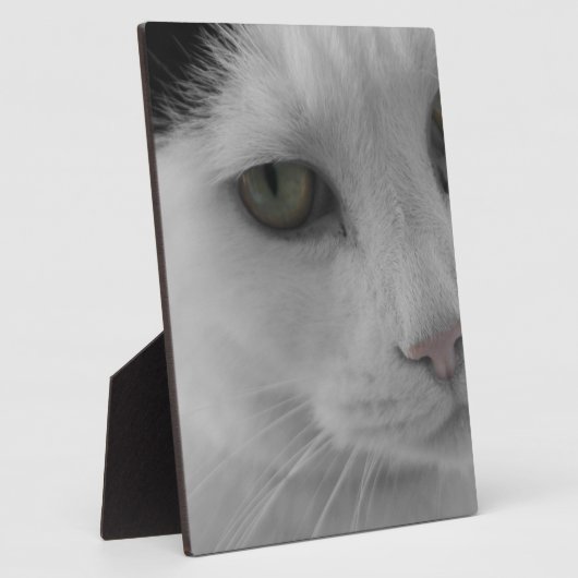 Zwarte en witte katten fotoplaat (Zijkant)