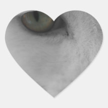 Zwarte en witte katten