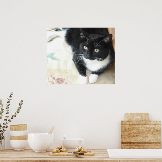 Zwarte en witte katten poster (Keuken)
