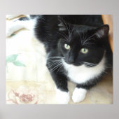 Zwarte en witte katten poster (Voorkant)