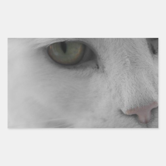 Zwarte en witte katten rechthoekige sticker (Voorkant)