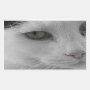 Zwarte en witte katten rechthoekige sticker