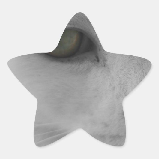 Zwarte en witte katten ster sticker (Voorkant)