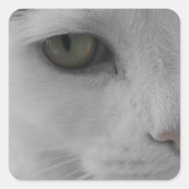 Zwarte en witte katten vierkante sticker