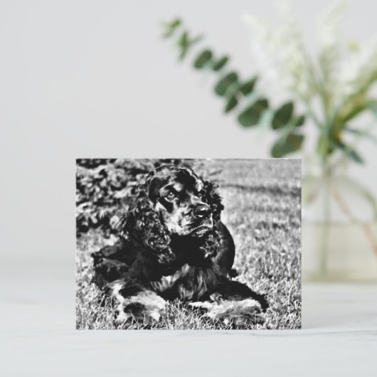 Zwarte en witte ketch van een Cocker Spaniel Briefkaart (Staand voorkant)