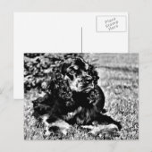 Zwarte en witte ketch van een Cocker Spaniel Briefkaart (Voorkant / Achterkant)