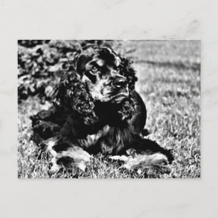 Zwarte en witte ketch van een Cocker Spaniel Briefkaart