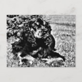 Zwarte en witte ketch van een Cocker Spaniel Briefkaart (Voorkant)