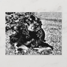 Zwarte en witte ketch van een Cocker Spaniel Briefkaart