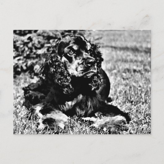 Zwarte en witte ketch van een Cocker Spaniel Briefkaart (Voorkant)
