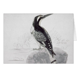 Zwarte en witte Kingfisher