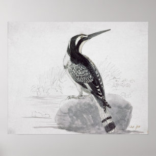 Zwarte en witte Kingfisher Poster