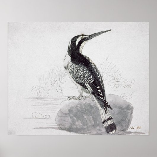 Zwarte en witte Kingfisher Poster (Voorkant)