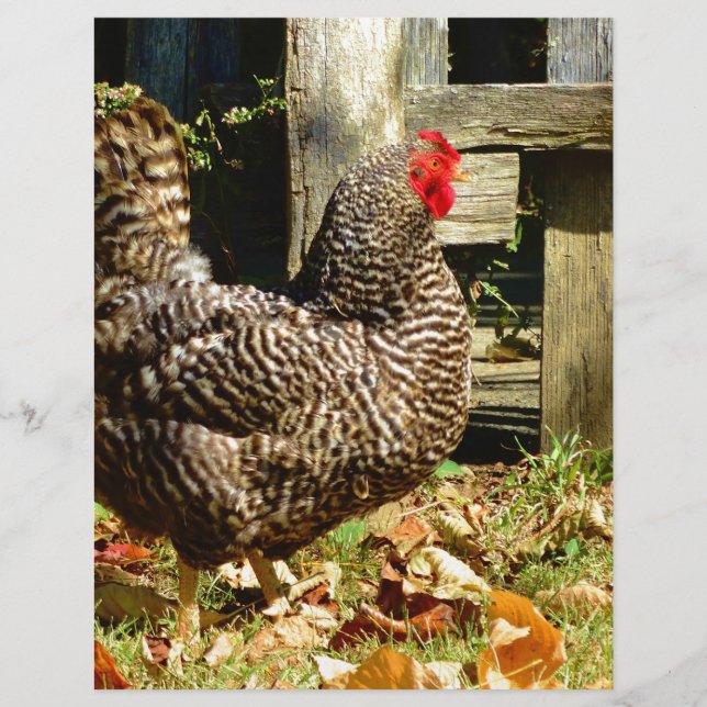 Zwarte en witte kip (Voorkant)