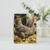 Zwarte en witte kip briefkaart (Staand voorkant)