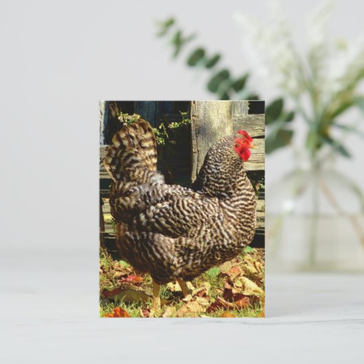 Zwarte en witte kip briefkaart (Staand voorkant)