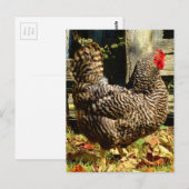 Zwarte en witte kip briefkaart (Voorkant / Achterkant)
