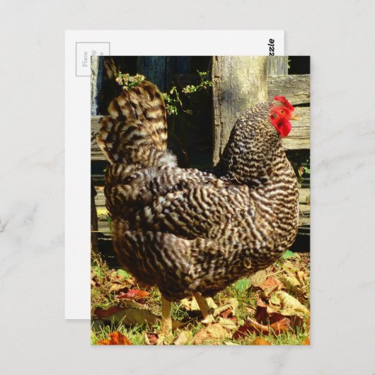 Zwarte en witte kip briefkaart (Voorkant / Achterkant)