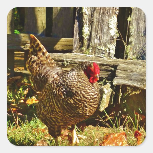 Zwarte en witte kip op de boerderij vierkante sticker (Voorkant)