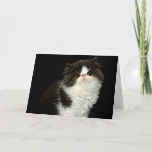 Zwarte en witte kitten kaart