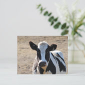 Zwarte en witte koe briefkaart (Staand voorkant)