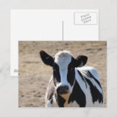 Zwarte en witte koe briefkaart (Voorkant / Achterkant)