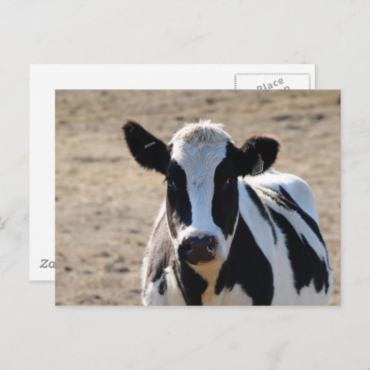 Zwarte en witte koe briefkaart (Voorkant / Achterkant)
