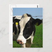 zwarte en witte koe komen dicht briefkaart (Voorkant / Achterkant)