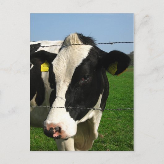 zwarte en witte koe komen dicht briefkaart (Voorkant)
