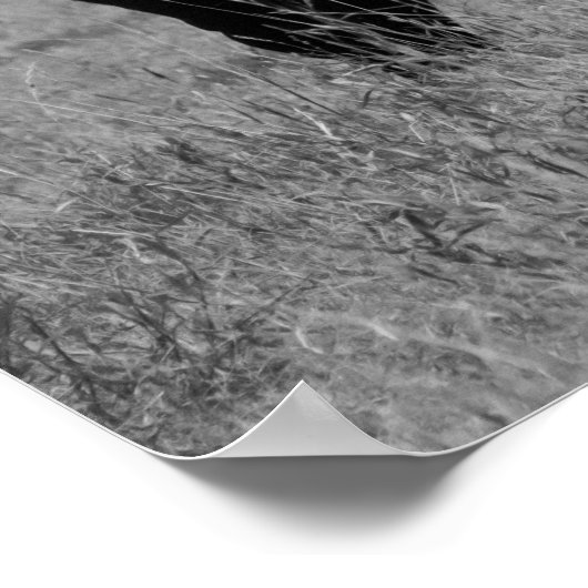 Zwarte en witte Koe met hare 16x20 Poster (Hoek)