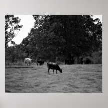 Zwarte en witte Koeien op een heuvel van 16 x 20