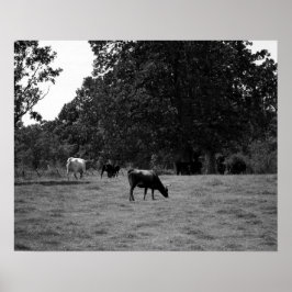 Zwarte en witte Koeien op een heuvel van 16 x 20 Poster