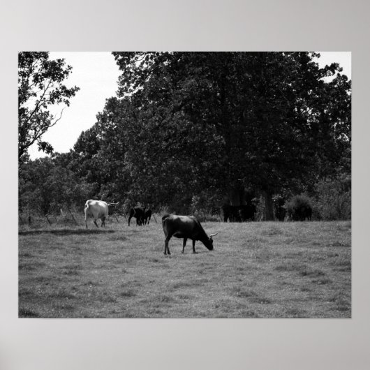Zwarte en witte Koeien op een heuvel van 16 x 20 Poster (Voorkant)